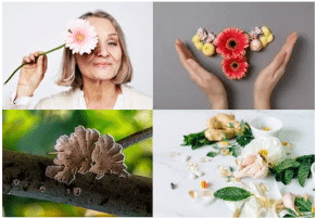 Accompagnement naturel à la ménopause : quand plantes et champignons réinventent le bien-être féminin